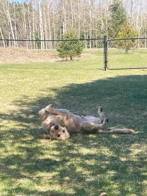 Private Cottage With Huge Private Dog Park! Barrys Bay Экстерьер фото