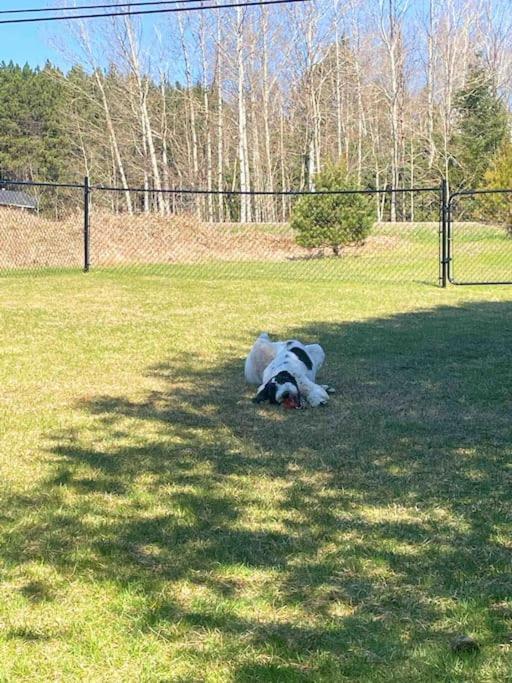 Private Cottage With Huge Private Dog Park! Barrys Bay Экстерьер фото